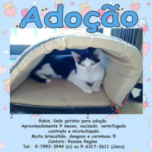 Gato raça SRD idade 1 ano nome Marilyn e Robin