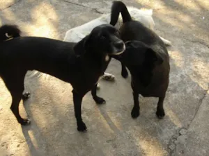 Cachorro raça SRD idade 1 ano nome Nina e Pirulito