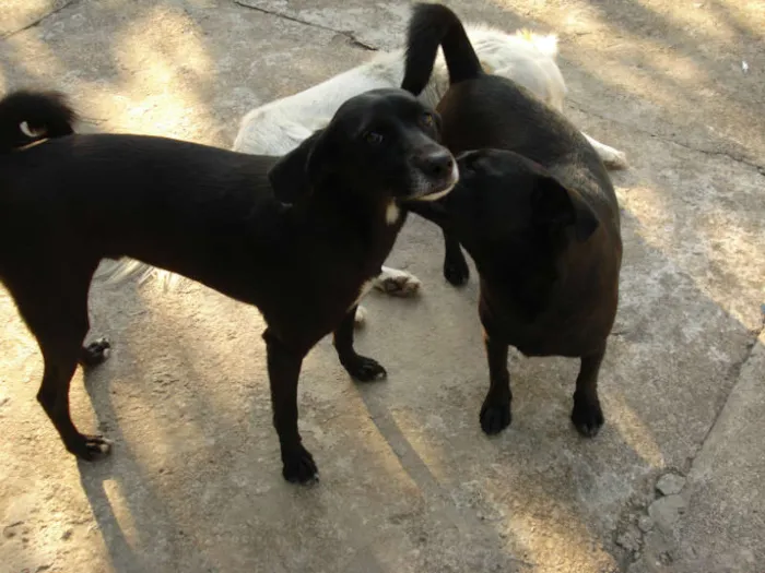 Cachorro ra a SRD idade 1 ano nome Nina e Pirulito