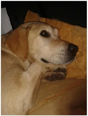 Cachorro raça LABRADOR idade 1 ano nome Labrador SMART