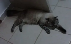 Gato raça Siamês idade 3 anos nome Belo