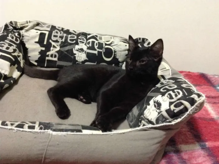 Gato ra a SRD idade 2 a 6 meses nome Derek Morgan