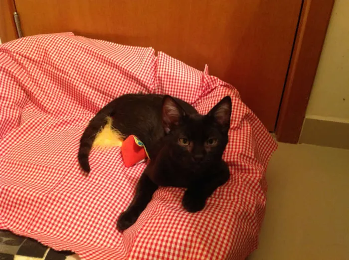 Gato ra a SRD idade 2 a 6 meses nome Derek Morgan