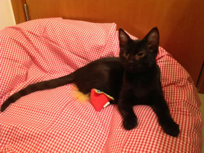 Gato ra a SRD idade 2 a 6 meses nome Derek Morgan