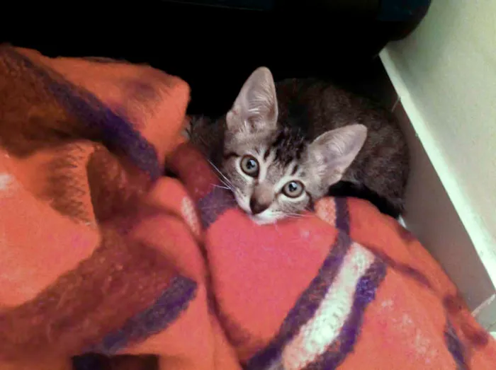 Gato ra a SRD idade 2 a 6 meses nome Olivia Wilde