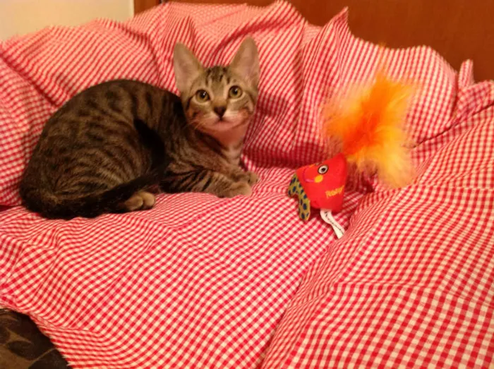 Gato ra a SRD idade 2 a 6 meses nome Olivia Wilde