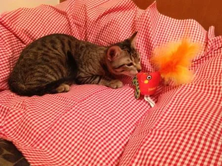 Gato ra a SRD idade 2 a 6 meses nome Olivia Wilde