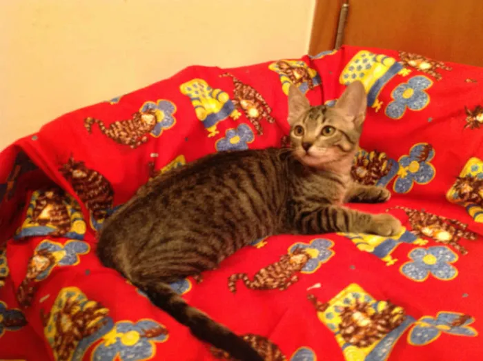 Gato ra a SRD idade 2 a 6 meses nome Olivia Wilde