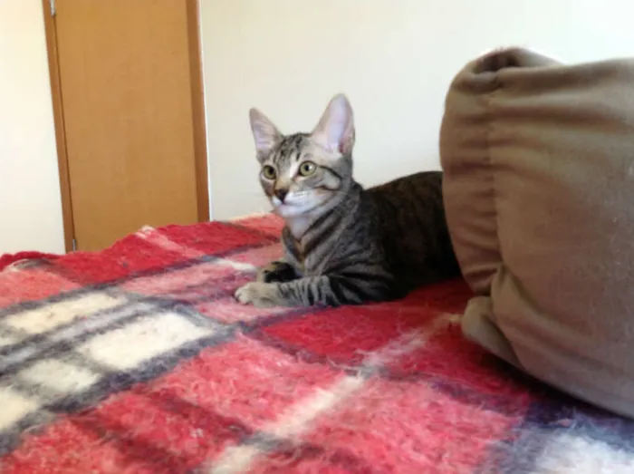 Gato ra a SRD idade 2 a 6 meses nome Olivia Wilde