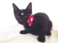 Lolita