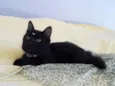 Lolita