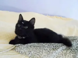 Gato raça SRD idade 2 a 6 meses nome Lolita