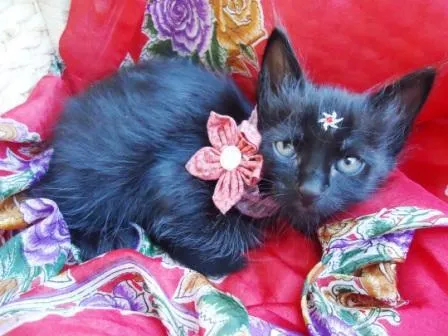 Gato ra a SRD idade 2 a 6 meses nome Lolita