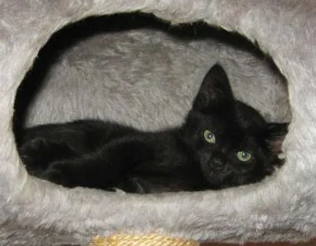 Gato ra a SRD idade Abaixo de 2 meses nome Arya