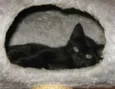 Arya