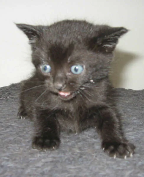 Gato ra a SRD idade Abaixo de 2 meses nome Arya