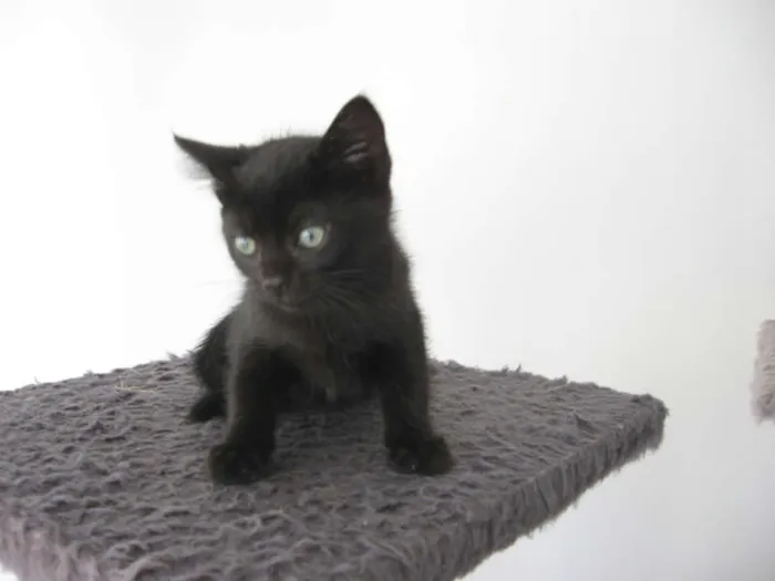 Gato ra a SRD idade Abaixo de 2 meses nome Arya