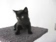 Arya