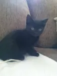 Arya