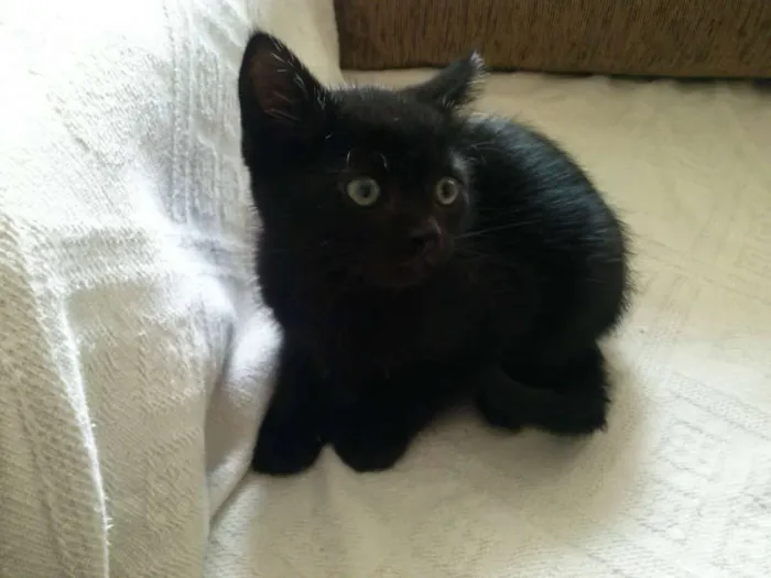 Gato ra a SRD idade Abaixo de 2 meses nome Arya