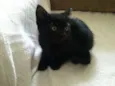 Arya
