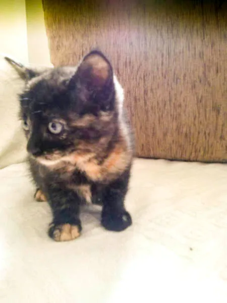 Gato ra a SRD idade Abaixo de 2 meses nome Sansa