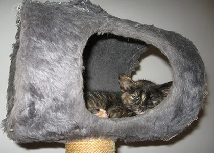 Gato ra a SRD idade Abaixo de 2 meses nome Sansa