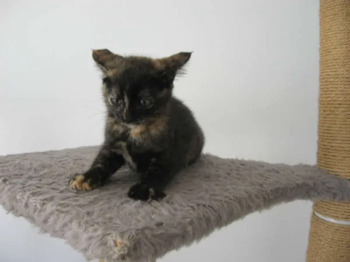 Gato ra a SRD idade Abaixo de 2 meses nome Sansa