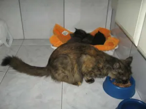 Gato raça SRD idade 1 ano nome Amanda