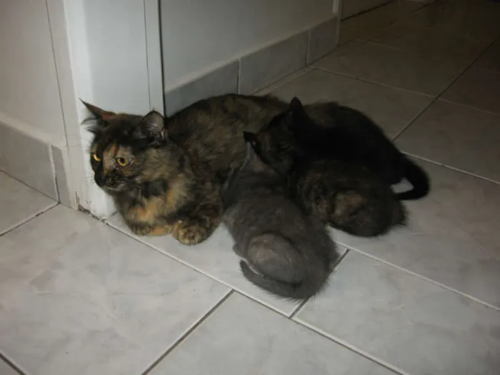 Gato ra a SRD idade 1 ano nome Amanda