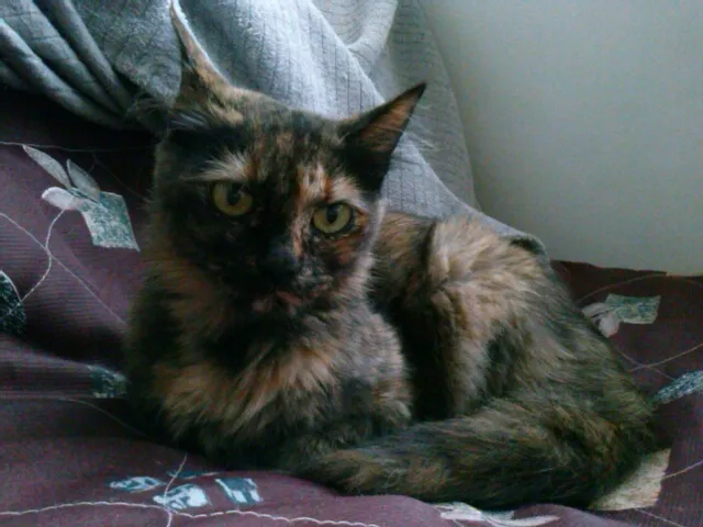 Gato ra a SRD idade 1 ano nome Amanda