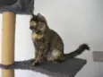 Amanda