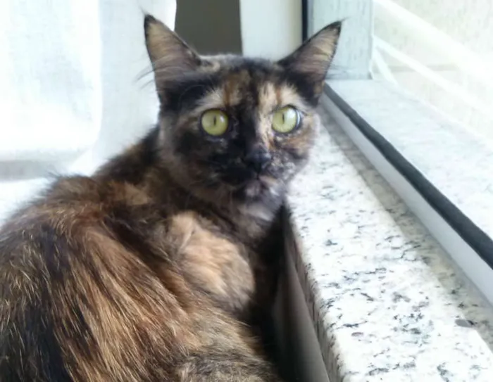 Gato ra a SRD idade 1 ano nome Amanda