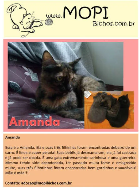 Gato ra a SRD idade 1 ano nome Amanda