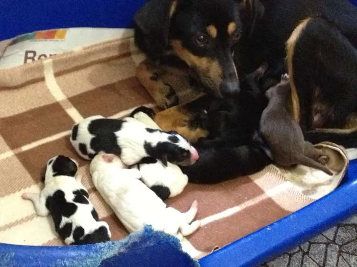 Cachorro ra a SRD idade Abaixo de 2 meses nome Vários irmãos