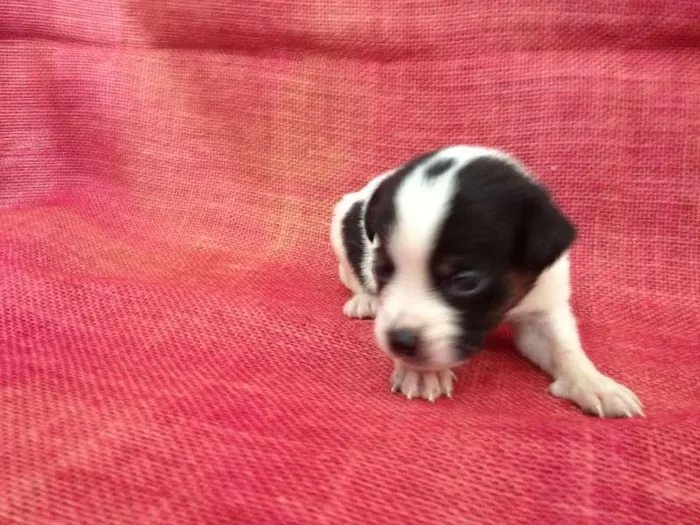 Cachorro ra a SRD idade Abaixo de 2 meses nome Vários irmãos