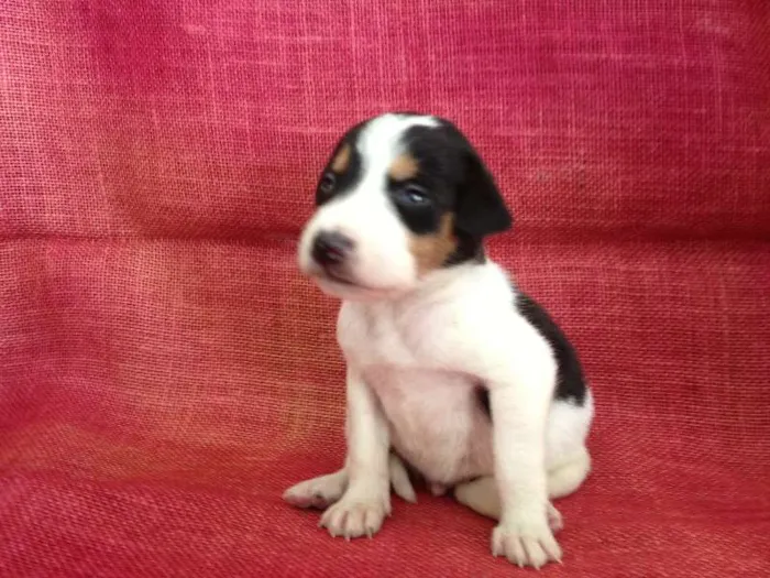 Cachorro ra a SRD idade Abaixo de 2 meses nome Vários irmãos