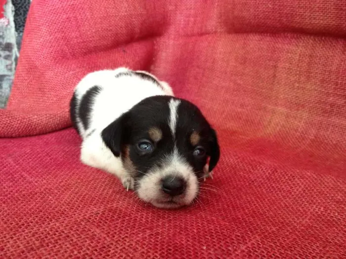 Cachorro ra a SRD idade Abaixo de 2 meses nome Vários irmãos
