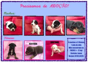 Cachorro raça SRD idade Abaixo de 2 meses nome Vários irmãos