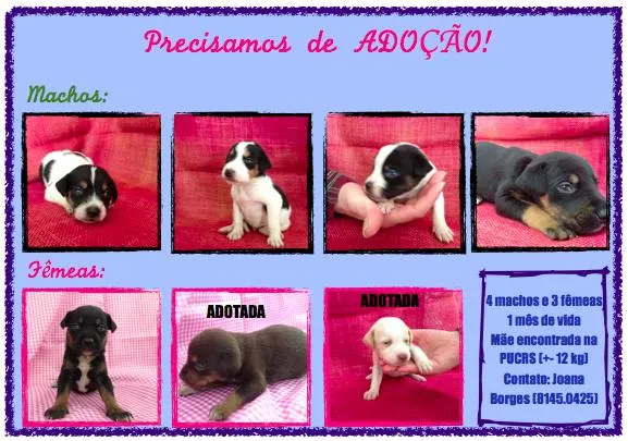 Cachorro ra a SRD idade Abaixo de 2 meses nome Vários irmãos