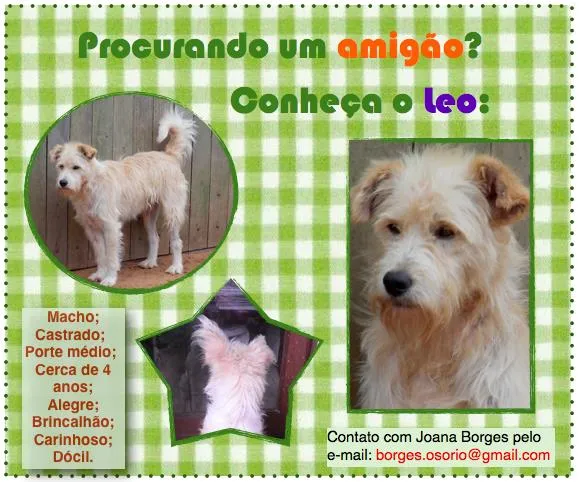 Cachorro ra a SRD idade 4 anos nome Léo