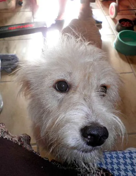 Cachorro ra a SRD idade 4 anos nome Léo