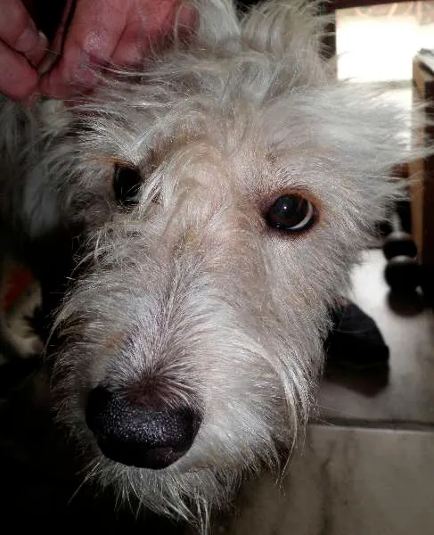 Cachorro ra a SRD idade 4 anos nome Léo
