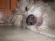 Léo