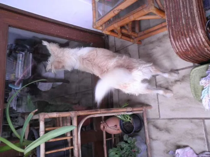 Cachorro ra a SRD idade 4 anos nome Léo