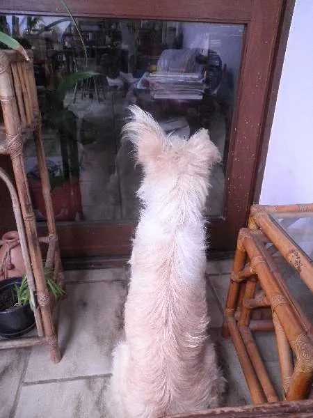 Cachorro ra a SRD idade 4 anos nome Léo