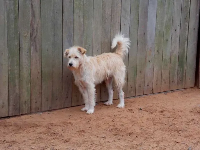 Cachorro ra a SRD idade 4 anos nome Léo