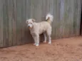 Léo