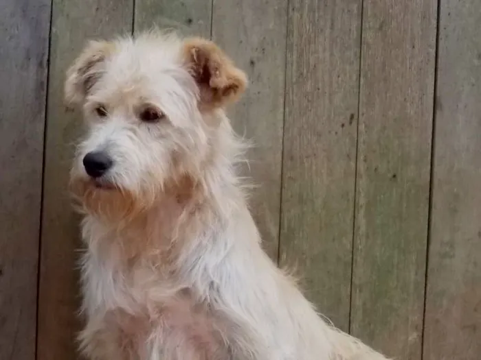 Cachorro ra a SRD idade 4 anos nome Léo