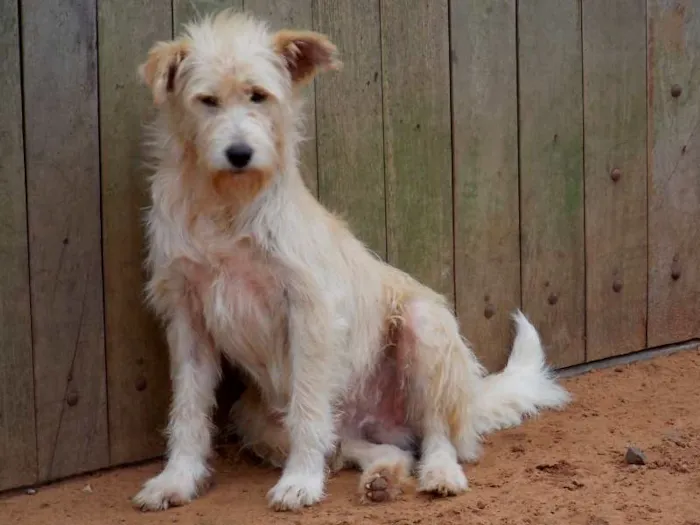 Cachorro ra a SRD idade 4 anos nome Léo